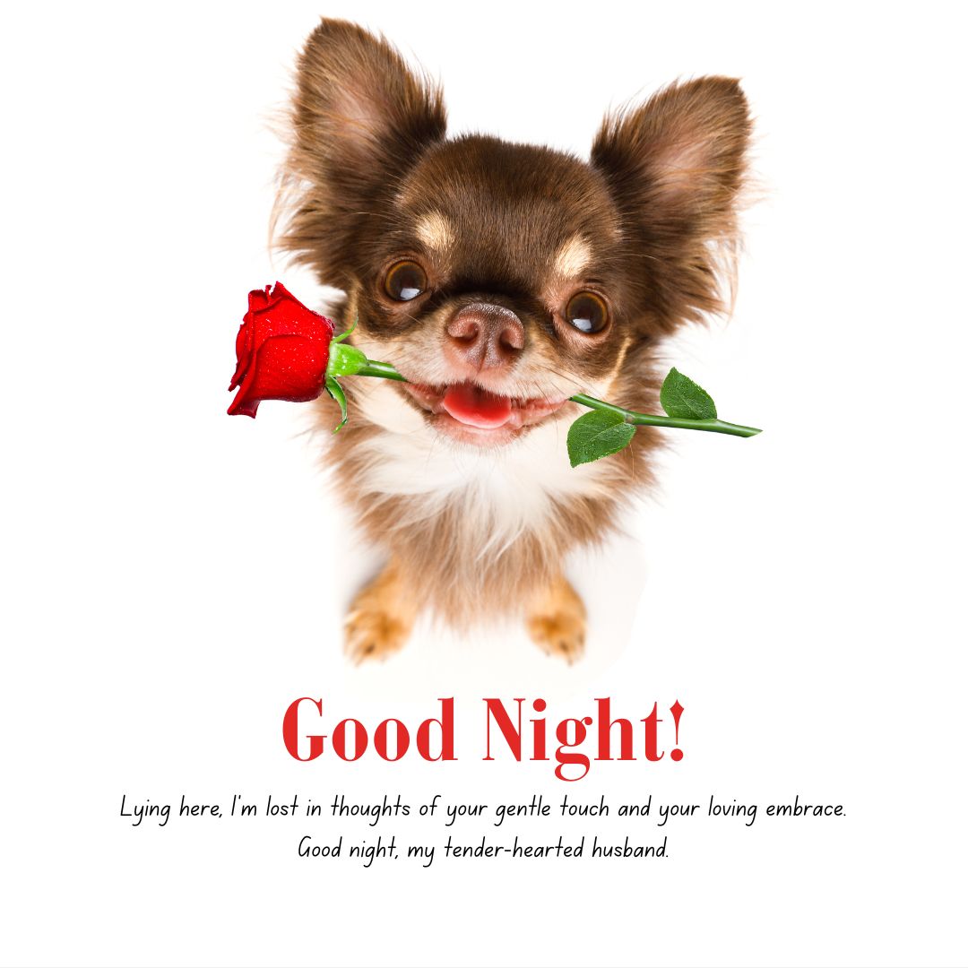 A cute chihuahua holding a red rose in its mouth against a white background with the text "Good Night Messages For Husband" above a romantic message.