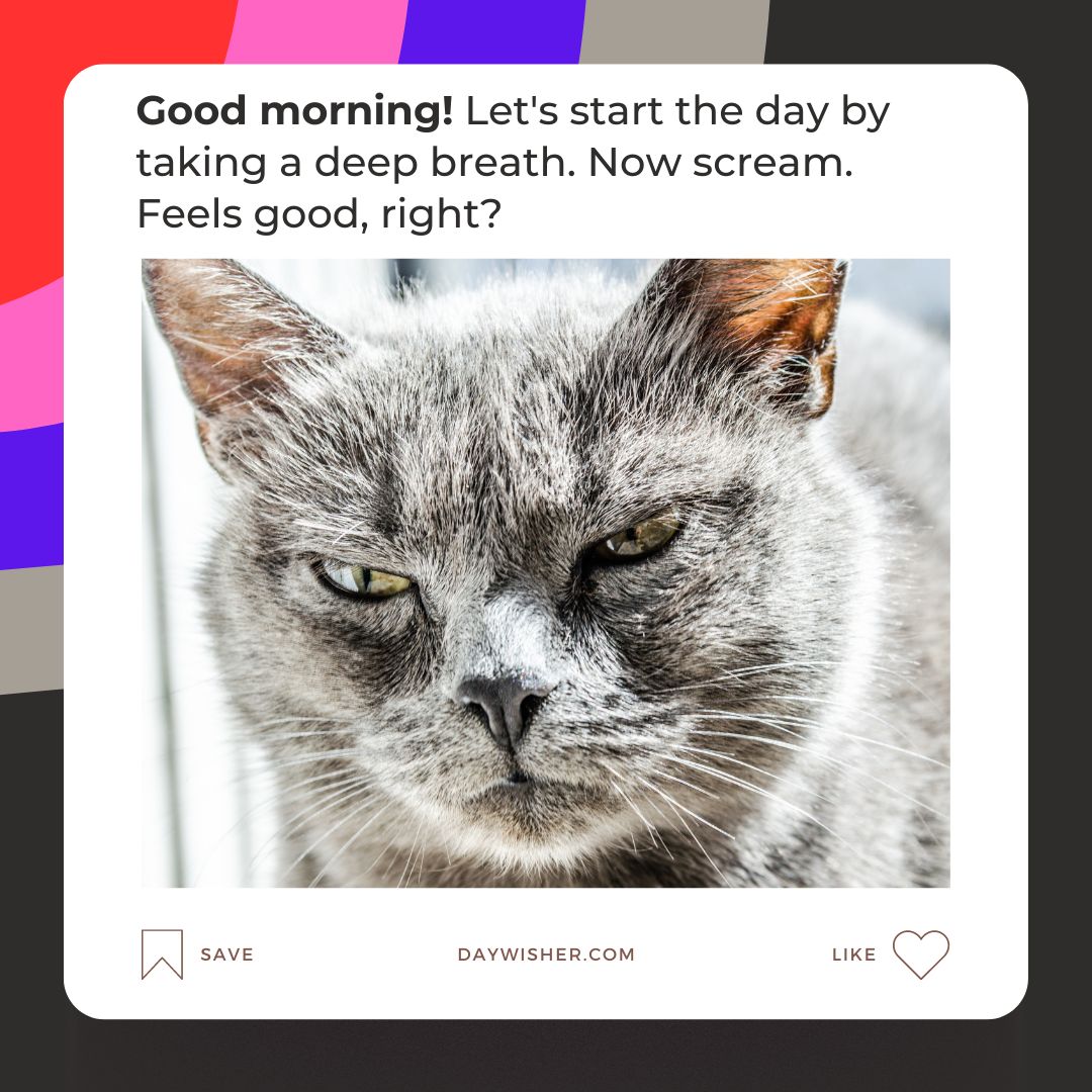 Close-up of a gray cat with a stern expression on a social media post encouraging a morning routine of a deep breath followed by a scream, titled "Funny Good Morning Images".