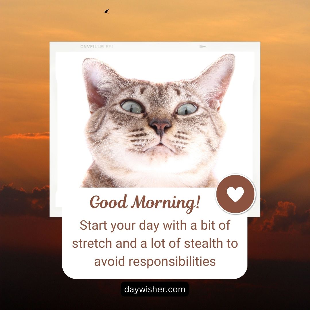 A meme featuring a close-up of a cat’s face against a sunset background with text saying "Funny Good Morning! Start your day with a bit of stretch and a lot of stealth to avoid responsibilities.