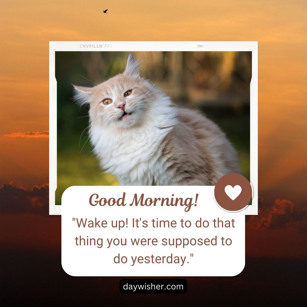 A fluffy beige cat with a bushy tail and attentive eyes against a sunset sky, featured in a social media style graphic with the caption "Funny Good Morning! 'Wake up! It's time to