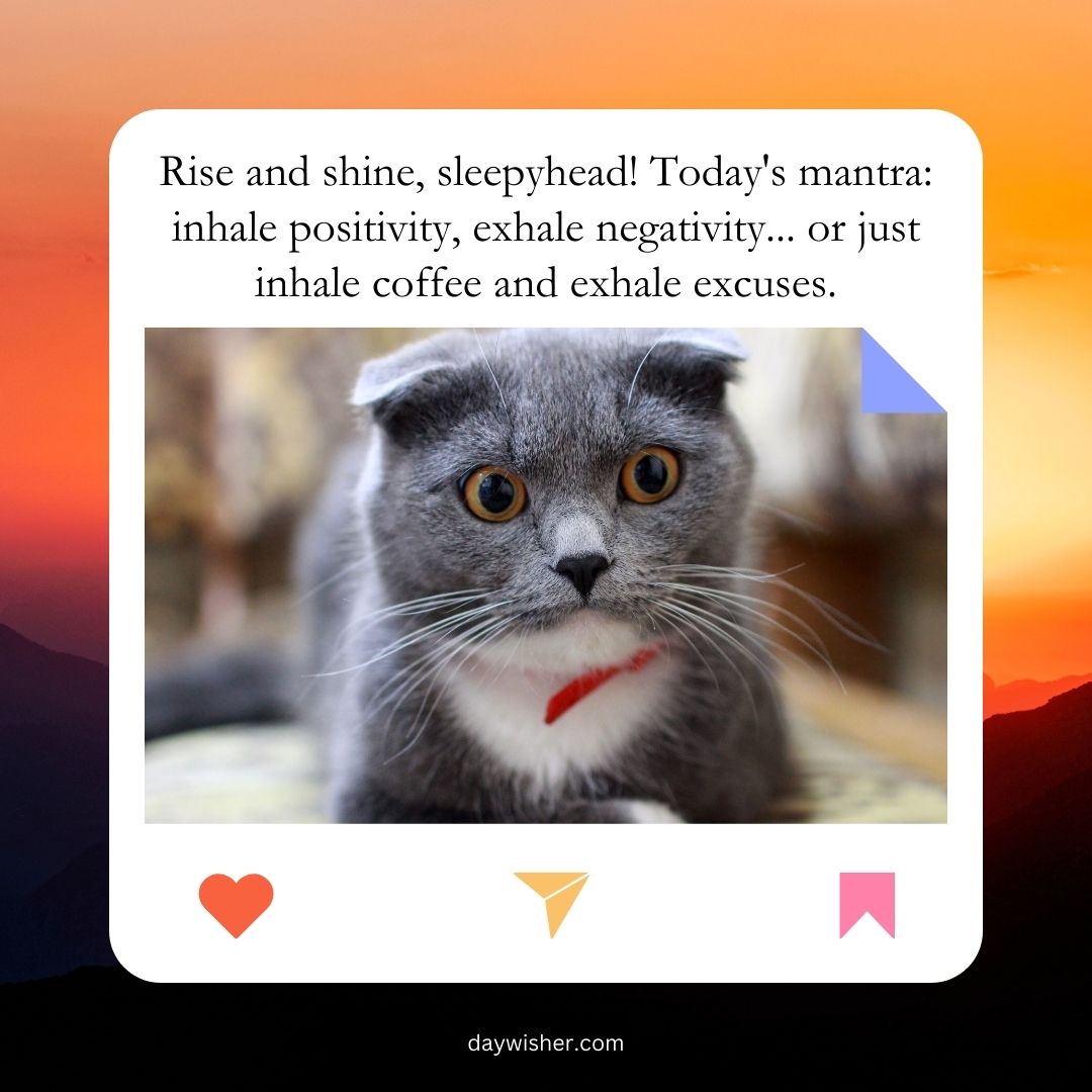 A close-up image of a grey cat with striking yellow eyes and a red collar, lying down. The image features a text overlay with a funny morning mantra about positivity and coffee.