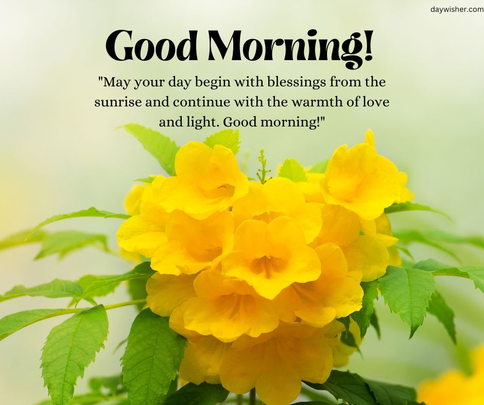 Bright yellow flowers foreground with a "good morning images!" greeting and inspirational quote about warmth and love, set against a soft green background.
