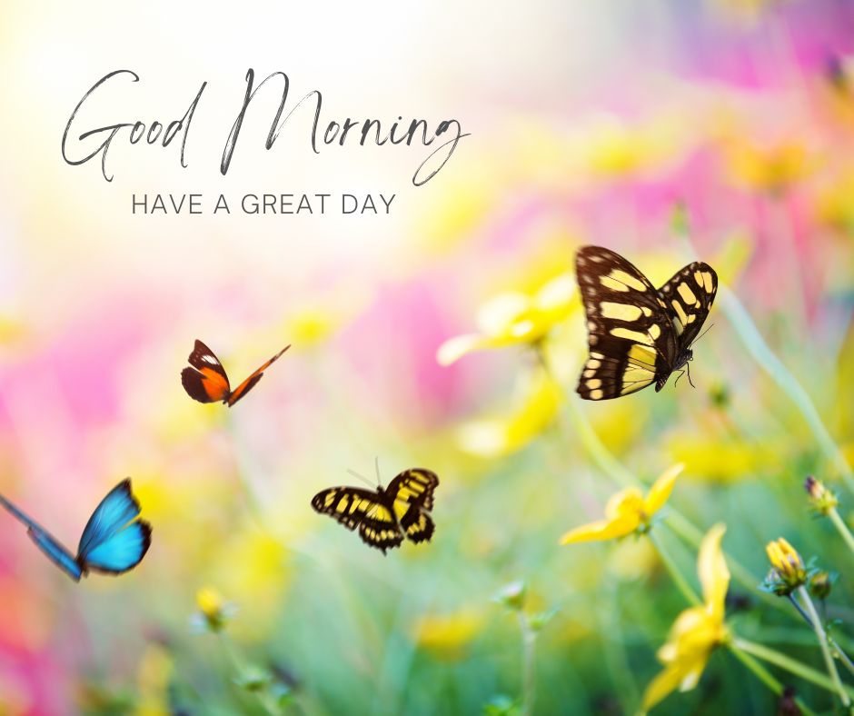 A vibrant image depicting butterflies flying among colorful flowers with a "good morning" greeting overlaying the image.