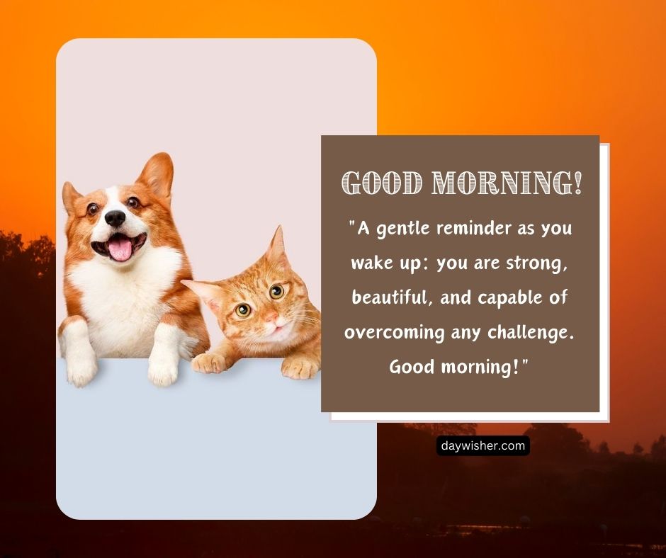 A cheerful image featuring a Corgi and an orange tabby cat smiling against an orange gradient background with a motivational morning message.