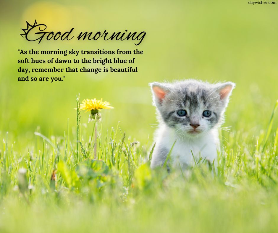 A small gray kitten sits in a lush green meadow beside a yellow dandelion, with the words "good morning images" and an inspirational quote about change and beauty overlaying the image.