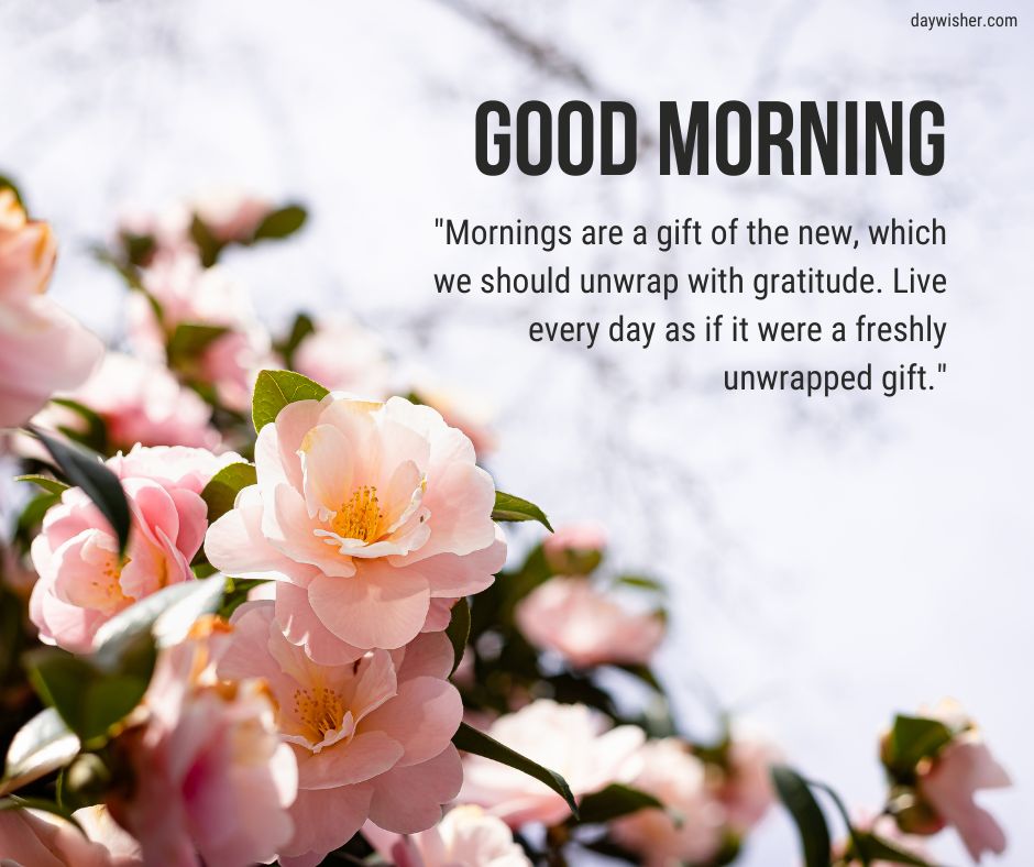 A luminous floral image with pink blooms and a blue sky backdrop, featuring an inspirational quote about mornings and gratitude, titled "Good Morning Images with Quotes.
