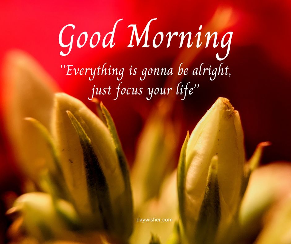 A close-up image of a green budding flower with a vibrant red background. Overlaid text reads "good morning images" and "everything is gonna be alright, just focus your life" with a