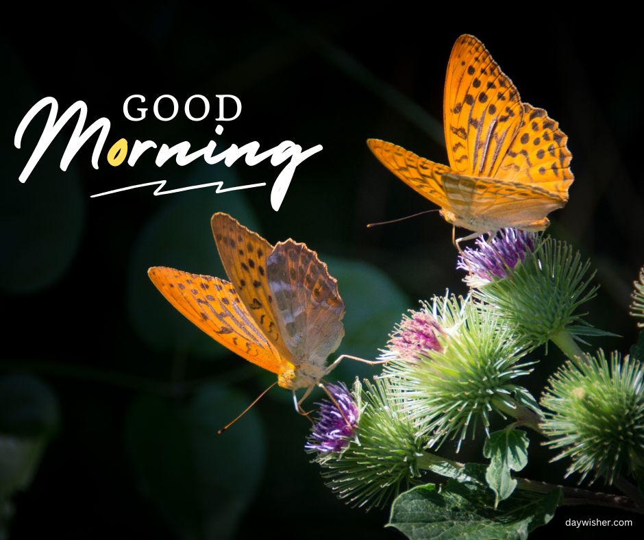 Image of two orange butterflies with spotted wings perched on prickly purple thistle flowers, with the text "good morning images" in elegant white script on a dark background.