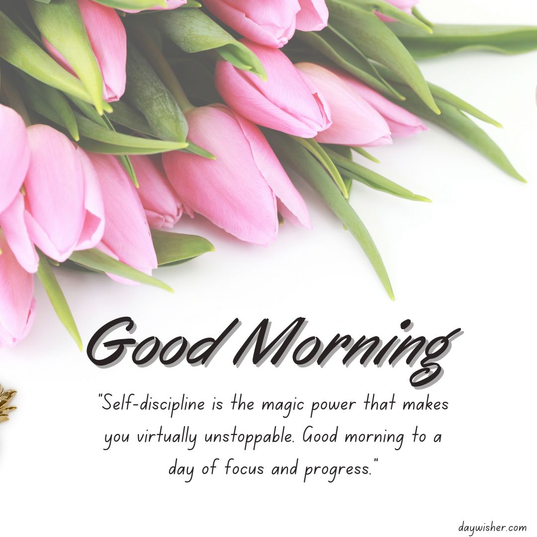 A collection of fresh pink tulips on a white background with the text "Good Morning" and a quote about self-discipline and focus.