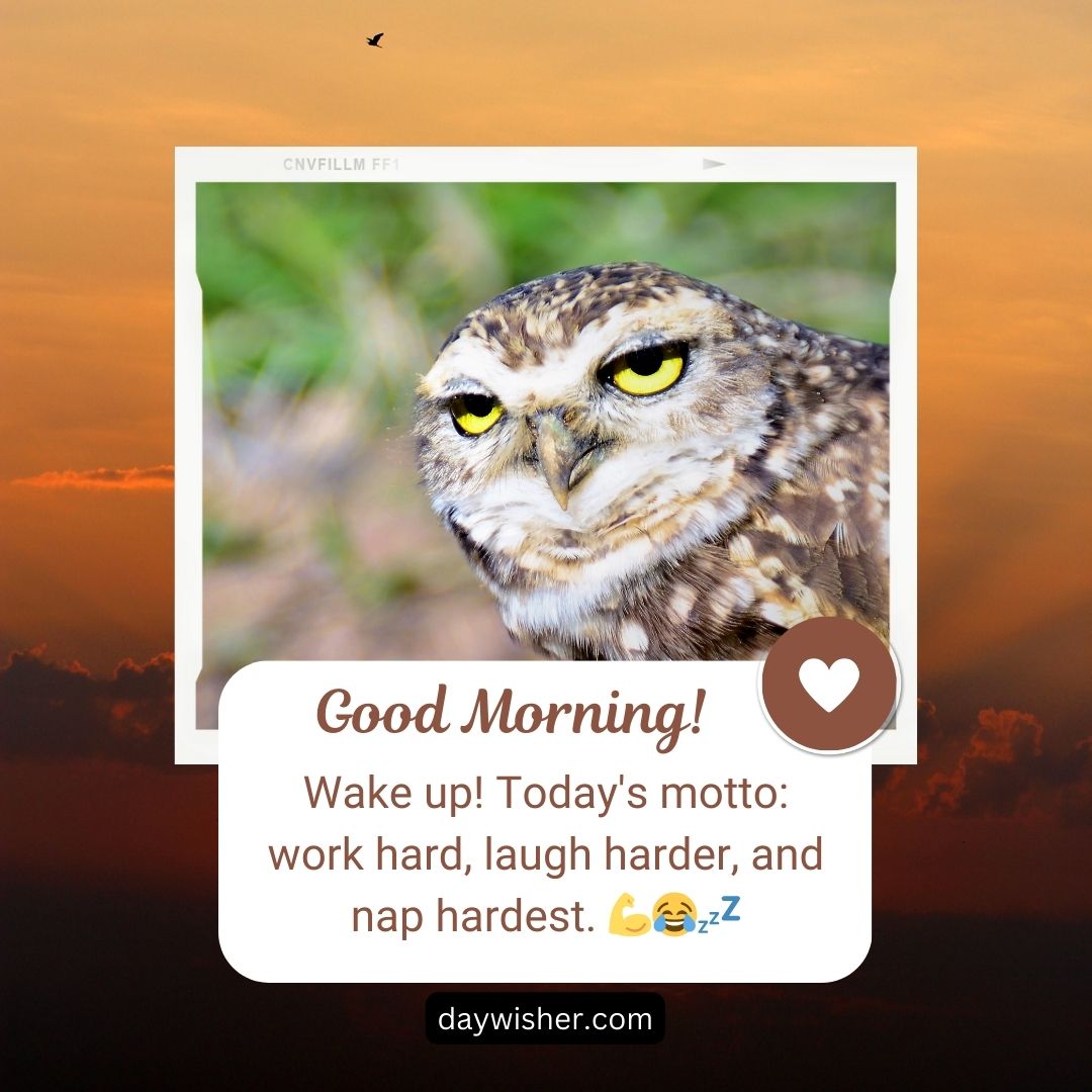 An image featuring a close-up of an owl with a humorous graphic overlay saying "good morning! wake up! today's motto: work hard, laugh harder, and nap hardest." Icons of a heart