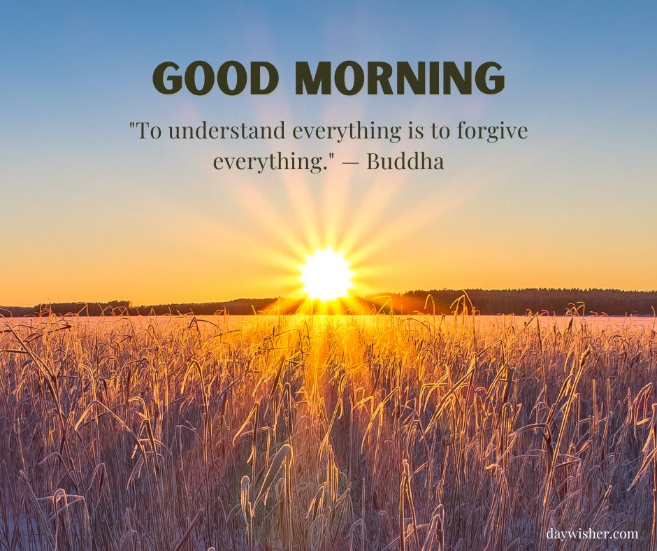 A scenic sunrise over a golden field of wheat with the text "good morning" and a quote by Buddha: "To understand everything is to forgive everything.
