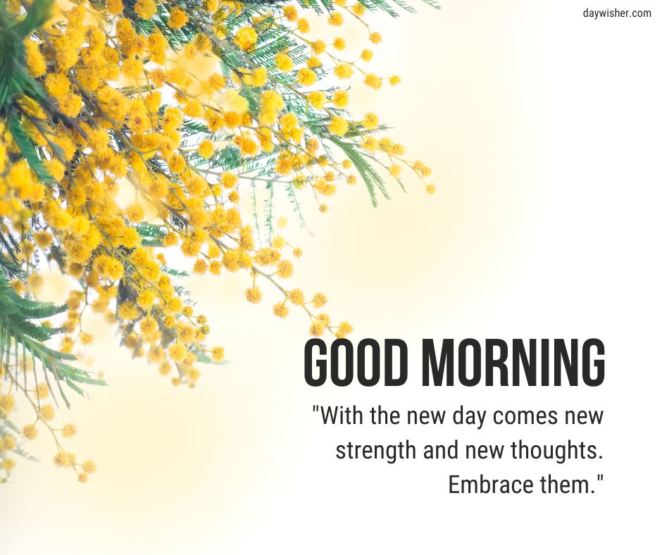 Bright yellow mimosa flowers against a soft beige background with the text "good morning" and a quote: "with the new day comes new strength and new thoughts.