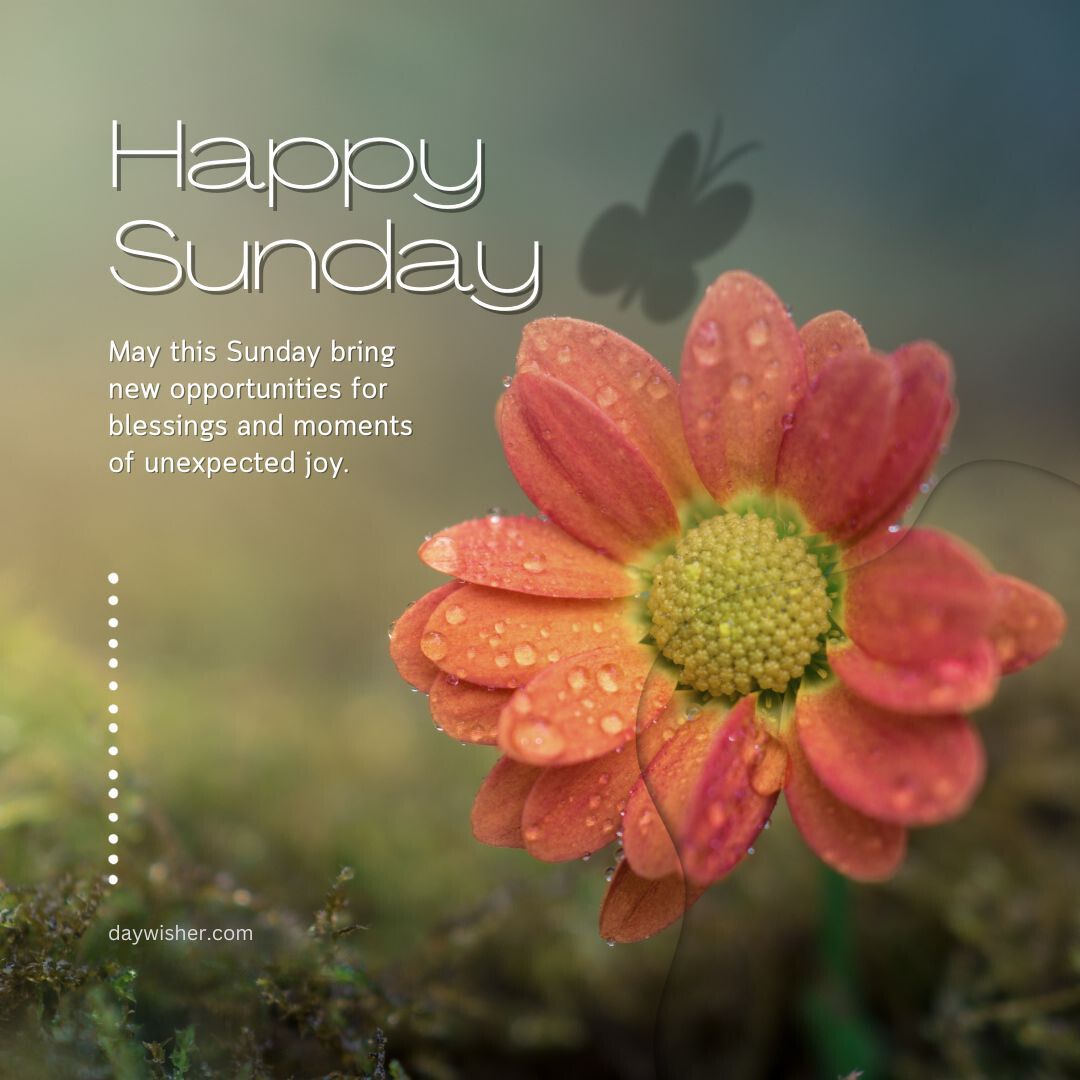 Graphic of a dew-covered orange flower on a mossy ground with text "Happy Sunday Blessings" and a good wishes message, featuring a stylized butterfly silhouette in the top right corner.