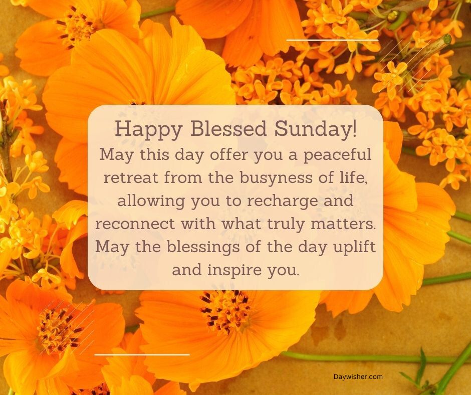 A vibrant image featuring bright orange flowers with a central overlay of a white card containing an inspirational message wishing a peaceful and uplifting day, titled "Happy Sunday Blessings.