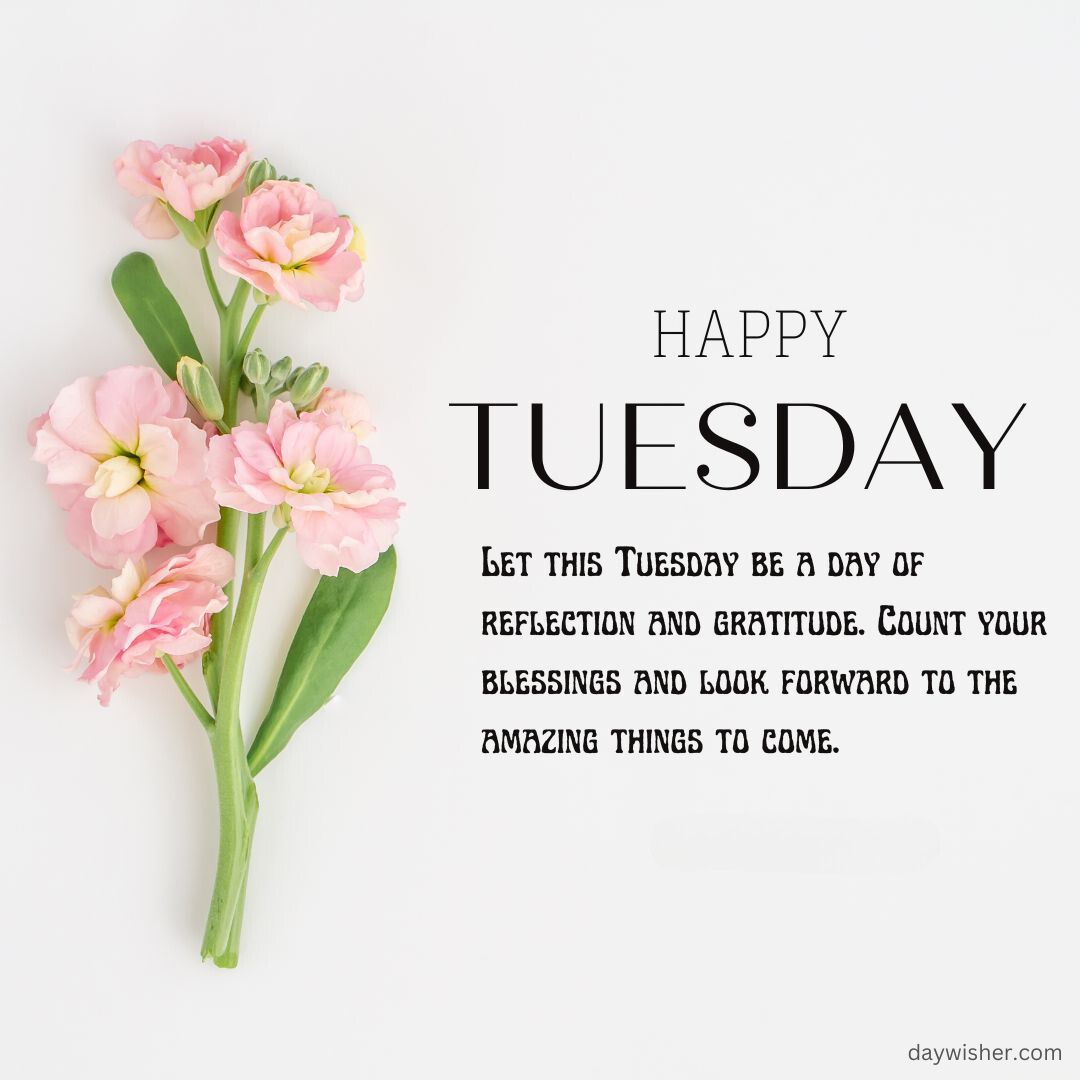 A graphic with the text "Happy Tuesday Blessings" and a motivational quote about blessings and looking forward, accompanied by an image of pink flowers on a white background.