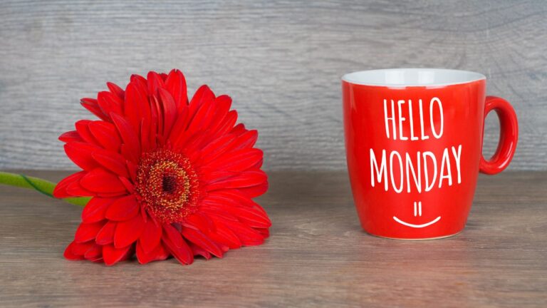 A vibrant red gerbera flower lies next to a red mug with the words "hello blessed Monday" on a wooden surface against a gray backdrop.