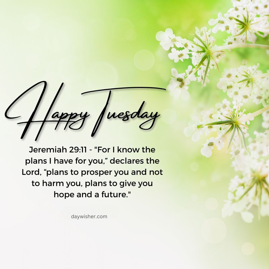 Text "Happy Tuesday Morning Prayer" with a bible verse from Jeremiah 29:11 on a background of soft-focused green leaves and white blossoms, accompanied by the website URL "daywisher.com