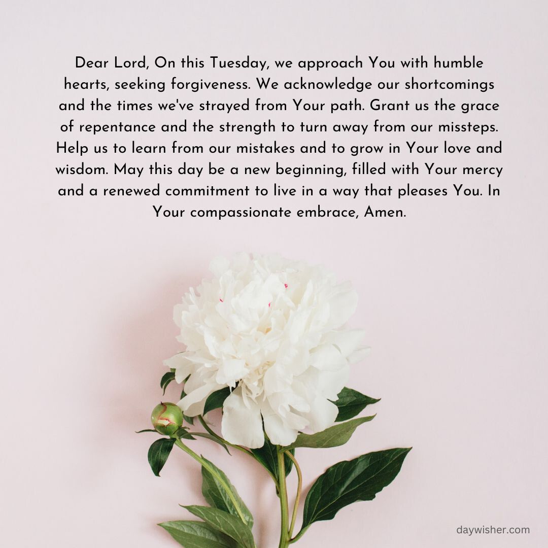 A single beautiful white peony flower with a blurred green background, accompanying a Tuesday Morning Prayer text for forgiveness and grace.