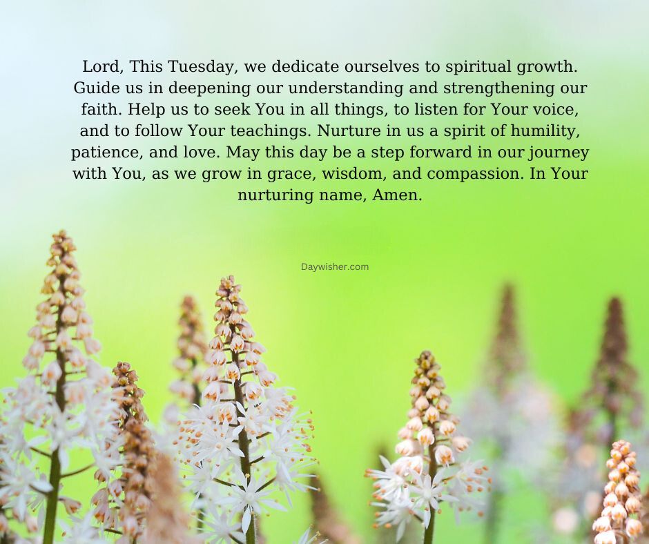 An image of delicate white flowers with a blurred green background, overlaid with a Tuesday Morning Prayer text focusing on spiritual growth and humility.