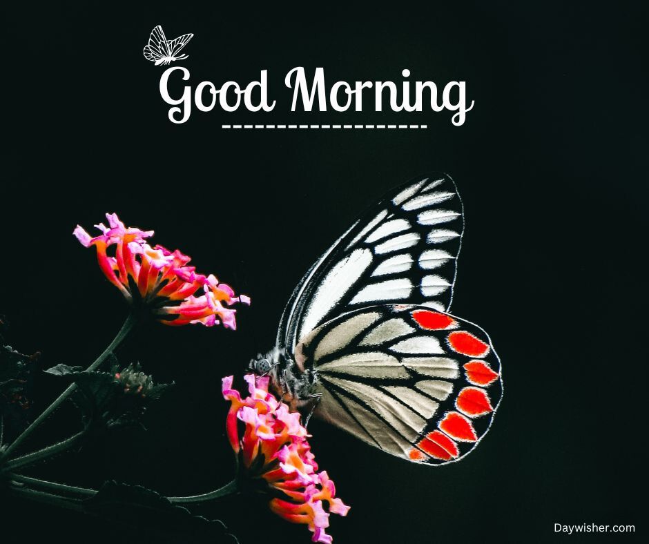 A black and white butterfly with striking red spots sits on a pink flower. Above is text saying "good morning" with a small bird graphic. The background is solid black, making the image especially beautiful