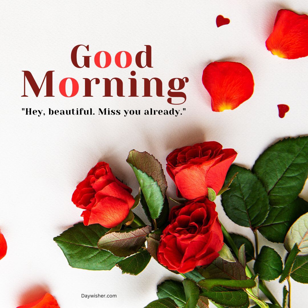 Text "good morning" and "hey, beautiful. miss you already." with red rose petals and roses on a white background, conveying a romantic greeting, perfect for good morning love images.