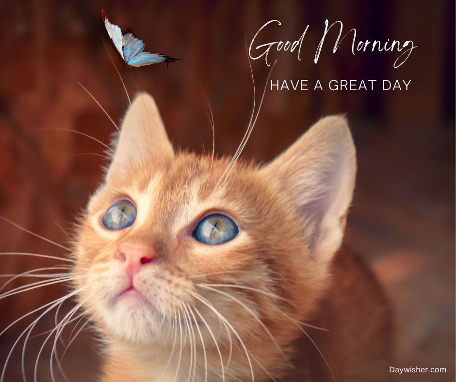A ginger kitten with bright blue eyes gazes upwards, a tiny blue butterfly floating above its head. The background is brown, and the text "thought today: have a great day" is overlaid