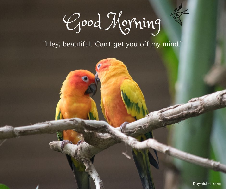Two vibrant orange parrots perched on a branch, sharing an affectionate moment with one parrot whispering to the other. The text "Good Morning Love" and a romantic quote overlay the serene