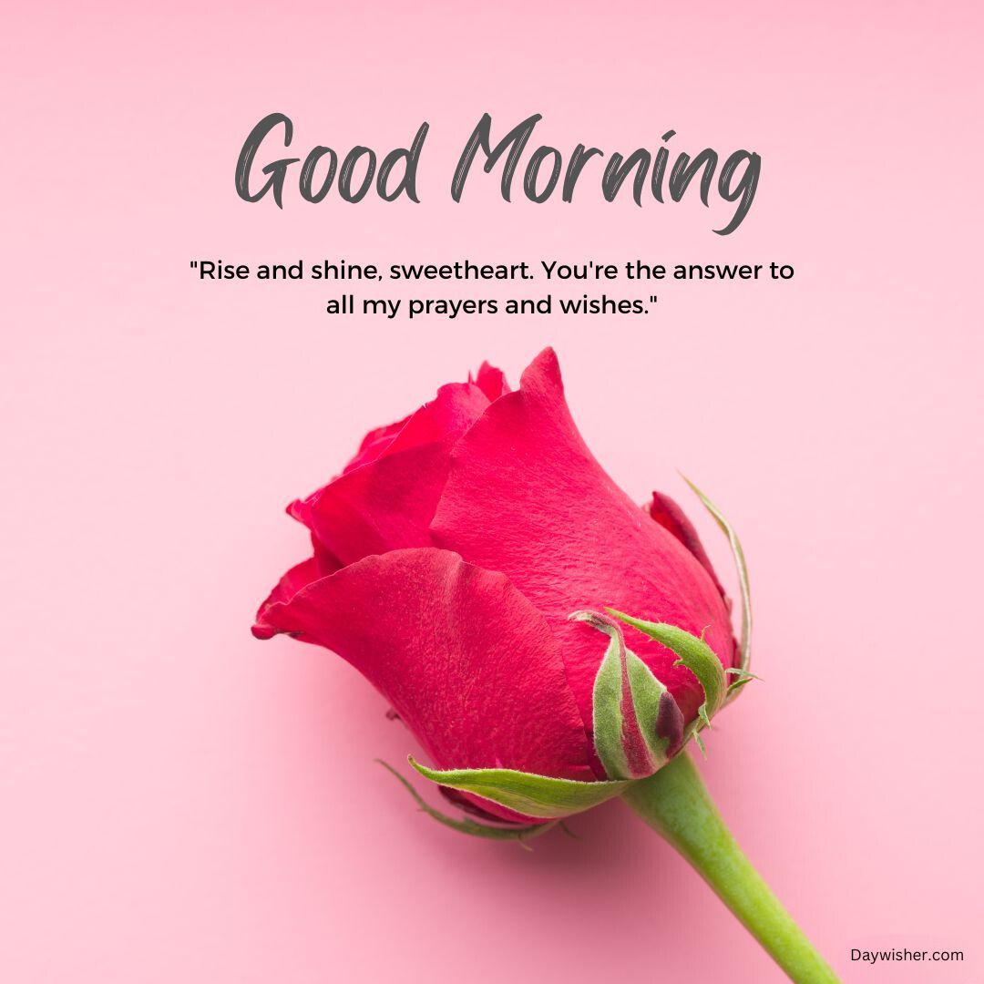 A vibrant red rose with a green stem against a pink background, accompanied by the text "Good Morning Love" and the quote "Rise and shine, sweetheart. You're the answer to all my