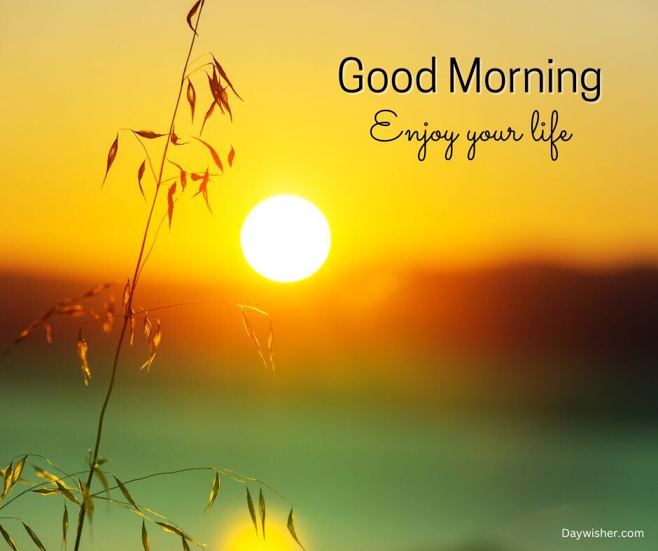 An image depicting a sunrise with the sun low in the sky, silhouetting grass and leaves. The text "special good morning - enjoy your life" is overlayed in elegant script on the warm