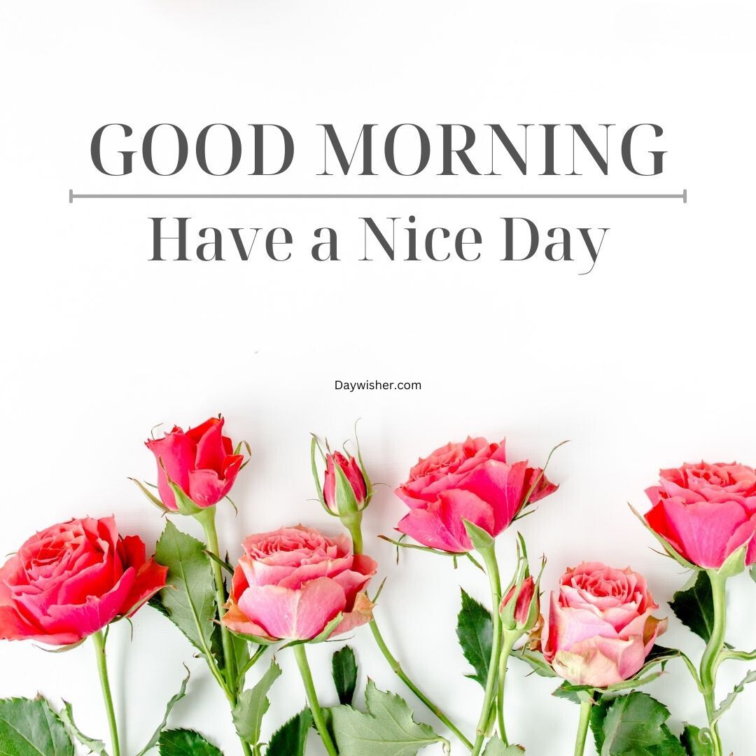 A bright and positive graphic with text "special good morning, have a nice day" above a row of vibrant pink roses aligned at the bottom against a white background.
