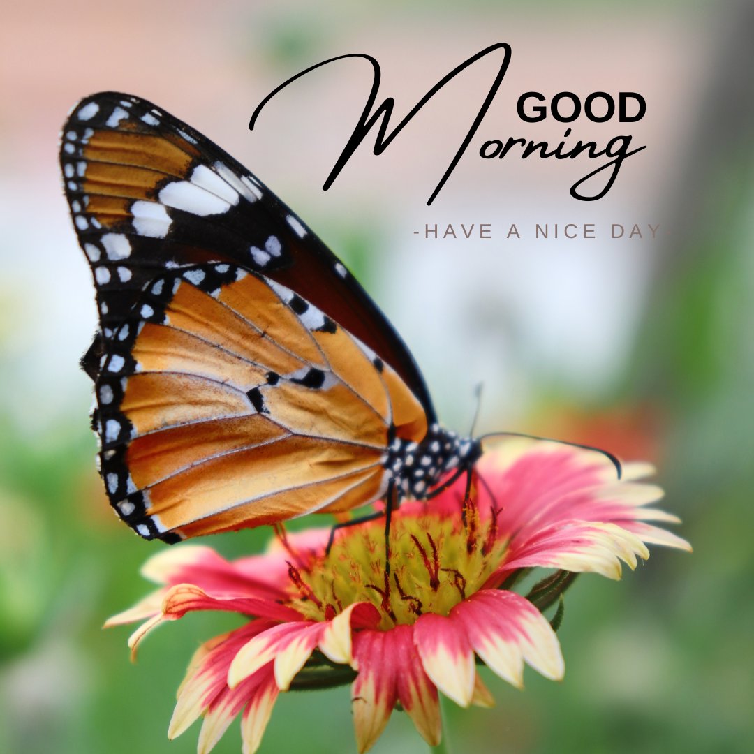 A close-up of a beautiful butterfly perched on a vibrant flower with the text "Good Morning - Have a Nice Day." The butterfly's wings showcase a mix of orange, black, and white patterns, complementing the pink and yellow hues of the flower. This image conveys a peaceful and cheerful start to the day, suitable for good morning nature images, beautiful good morning nature images, and good morning nature images hd.