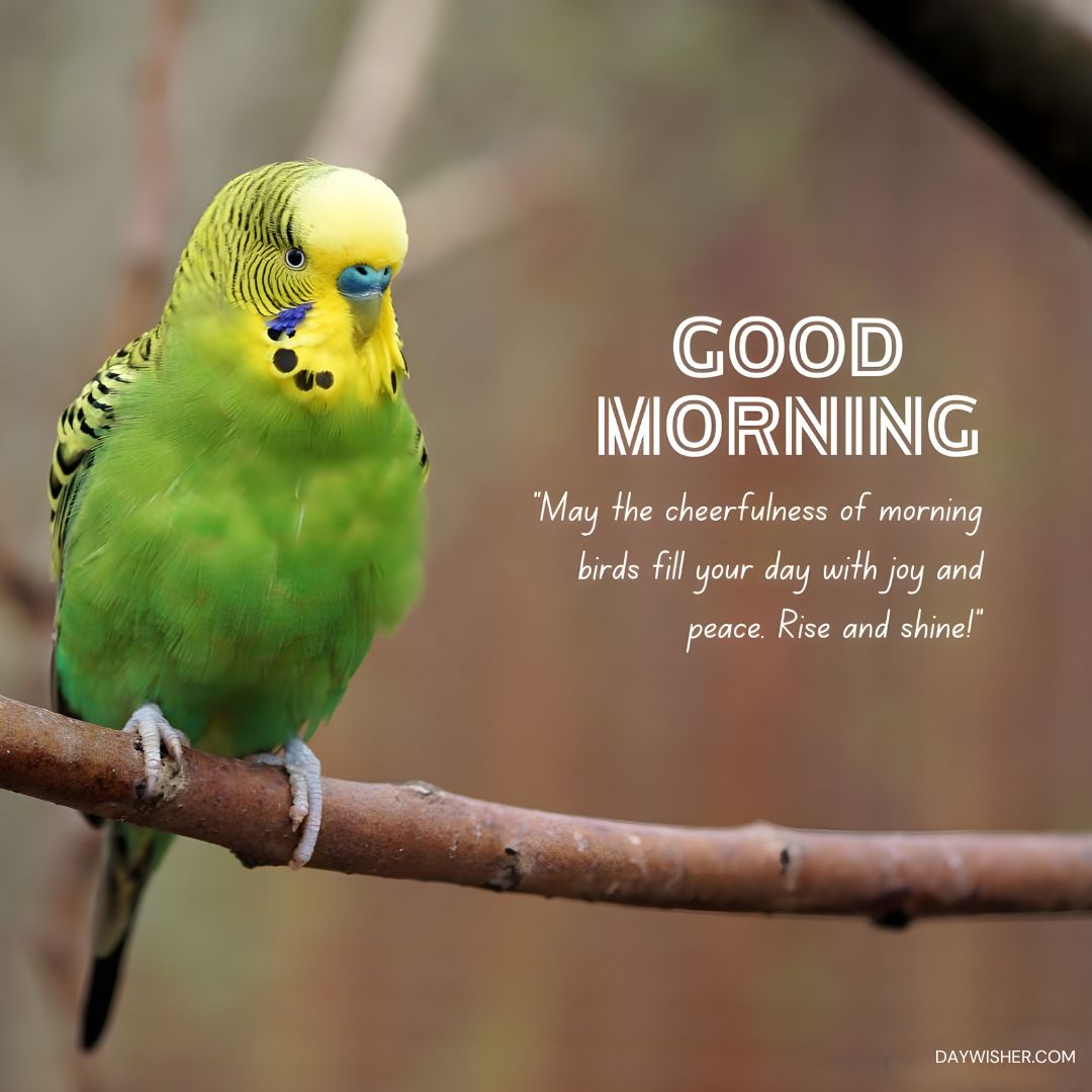 A vivid photograph of a bright green budgerigar perched on a branch, its plumage a striking mix of green and yellow with distinctive black markings. The image captures the bird's attentive gaze and vivid blue cheeks, set against a blurred natural background. The caption reads, "Good Morning - 'May the cheerfulness of morning birds fill your day with joy and peace. Rise and shine!'" offering a joyful and peaceful start to the day.