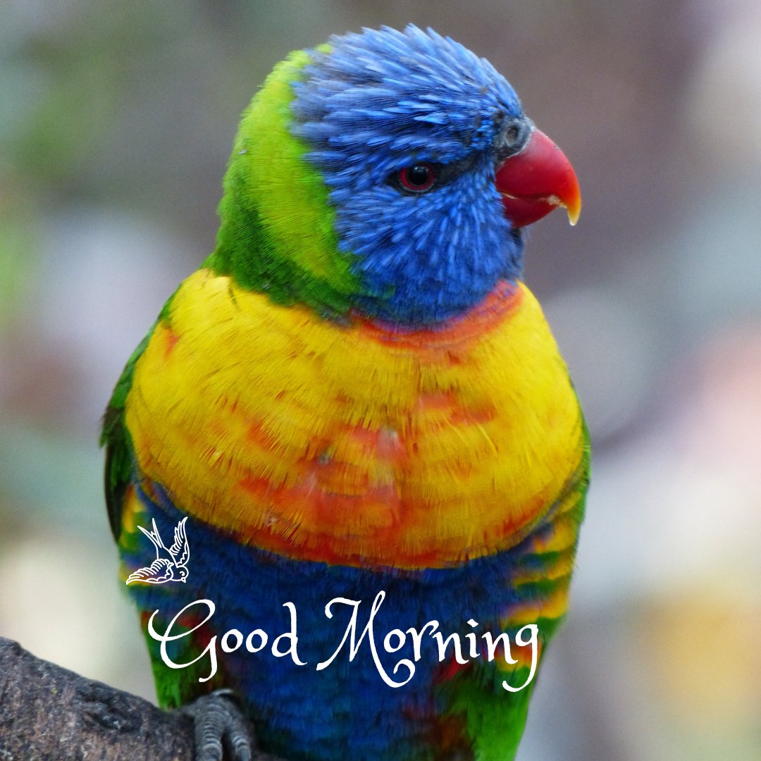 A vibrant image of a colorful parrot with blue, green, yellow, and red feathers, perched on a branch, with the text "Good Morning" elegantly displayed alongside a small bird icon. This beautiful good morning nature image is perfect for a cheerful start to the day, suitable for WhatsApp and social media sharing.