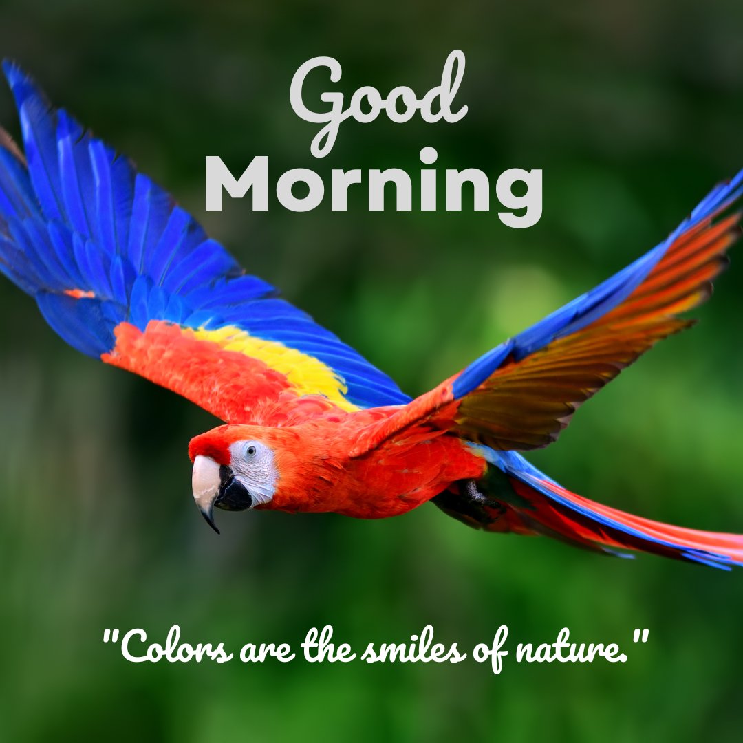 A vibrant image featuring a colorful parrot in flight, set against a lush green background with the text "Good Morning" and the quote "Colors are the smiles of nature." This lively morning greeting captures the beauty and joy of nature, perfect for starting the day with a cheerful and positive vibe.