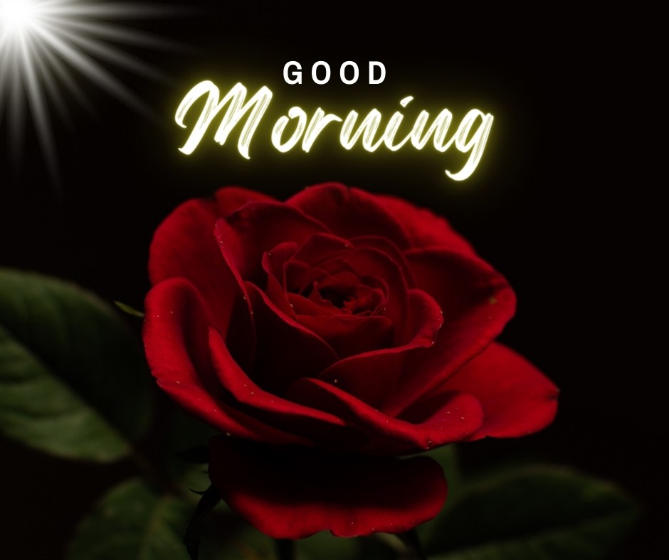 A striking image of a single red rose illuminated by a soft, glowing light against a dark background, with a vibrant "Good Morning" in neon script above. This visually captivating scene conveys a sense of mystery and elegance, perfect for a dramatic and inspiring morning greeting.