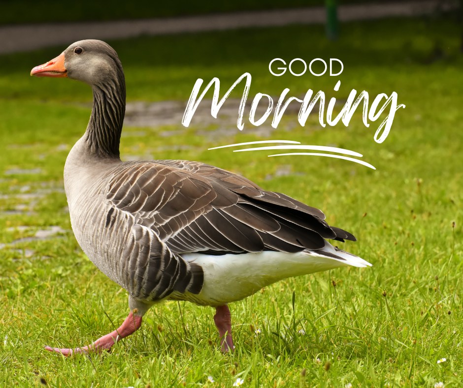 A picturesque image of a goose walking gracefully on green grass with the text "Good Morning" stylishly displayed above. This beautiful good morning nature image captures the serene and charming essence of nature, perfect for a pleasant start to the day. Ideal for WhatsApp and social media sharing, this new good morning nature image offers a delightful landscape view.