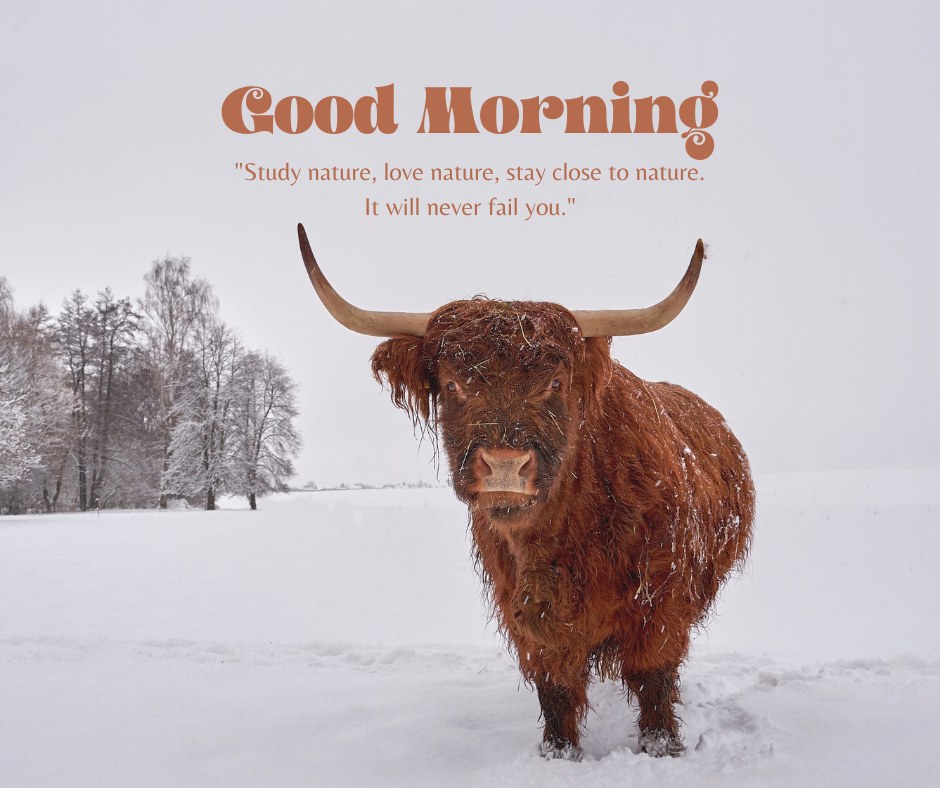 A majestic Highland cow stands in a snow-covered field with bare trees in the background. The text "Good Morning" is displayed above the quote, "Study nature, love nature, stay close to nature. It will never fail you." This serene winter scene captures the rugged beauty of nature and is perfect for a morning greeting.
