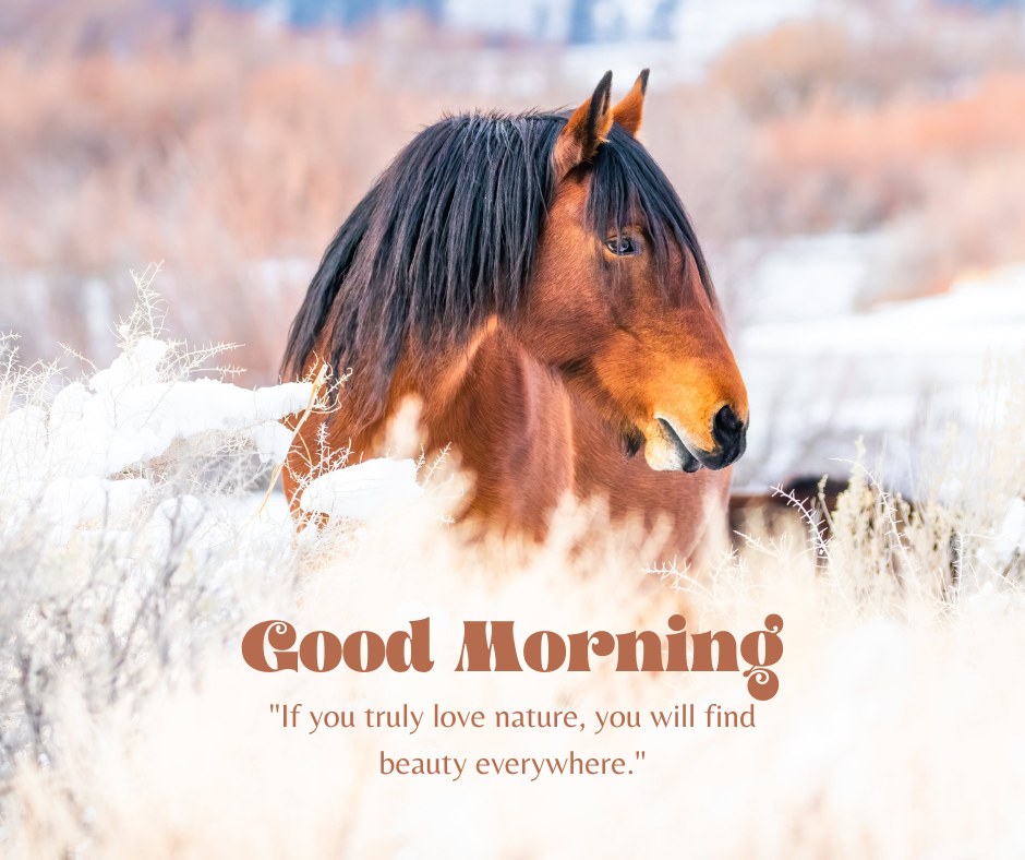 A beautiful good morning nature image featuring a brown horse standing in a snowy landscape. The text "Good Morning" is displayed above the quote, "If you truly love nature, you will find beauty everywhere." This serene image captures the essence of nature, making it perfect for a morning greeting.