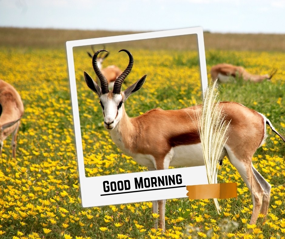 An antelope standing in a vibrant field of yellow flowers with a framed "Good Morning" message overlay. The image captures the beauty of wildlife and nature, making it perfect for good morning nature images, HD quality, and new perspectives to start the day with inspiration and joy.