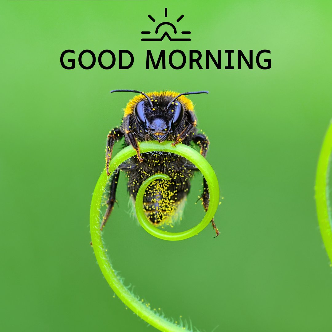 A captivating good morning image featuring a close-up of a bee perched on a green spiral tendril against a blurred green background. The text "Good Morning" is written in a bold font with a sunrise illustration above it. This image captures the intricate beauty and detail of nature, making it perfect for an energizing and inspiring morning greeting.