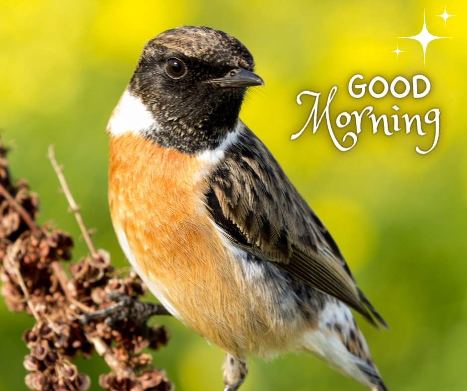 A captivating good morning image featuring a close-up of a small bird with vibrant orange and black plumage, perched on a branch against a blurred green and yellow background. The text "Good Morning" is written in an elegant font with sparkling star illustrations. This image captures the delicate beauty of nature, making it perfect for a cheerful and refreshing morning greeting.