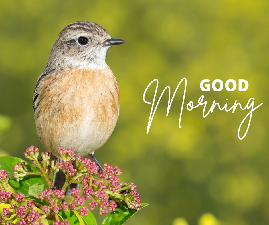 A charming good morning image featuring a small bird perched on a branch with pink flowers against a blurred green background. The text "Good Morning" is written in an elegant white font. The image captures the delicate beauty of nature, making it perfect for a refreshing and cheerful morning greeting.