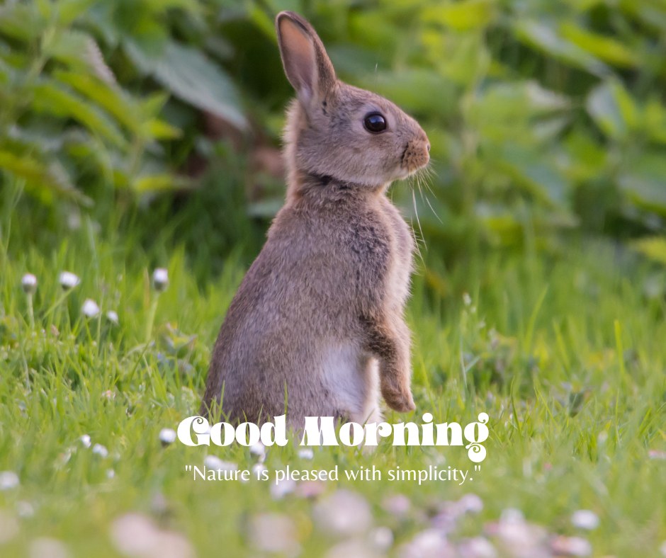 A charming good morning image featuring a small rabbit sitting upright on a lush green lawn, surrounded by tiny white flowers. The text "Good Morning" is written in an elegant font, accompanied by the quote "Nature is pleased with simplicity." This image captures the gentle and simple beauty of nature, making it perfect for a peaceful and heartwarming morning greeting.