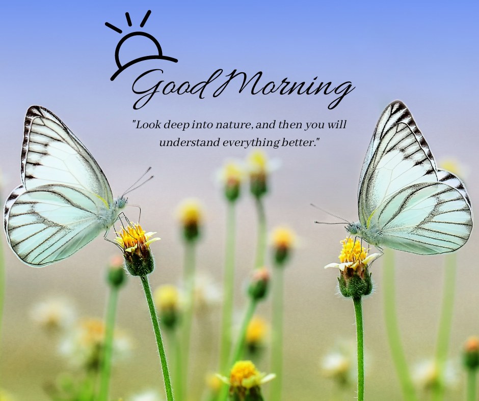 Two delicate butterflies perched on small yellow flowers with a soft, blurred background, accompanied by the text "Good Morning" and the quote "Look deep into nature, and then you will understand everything better." Ideal for good morning nature images, HD quality, and inspirational quotes to start the day with a touch of nature's beauty and wisdom.