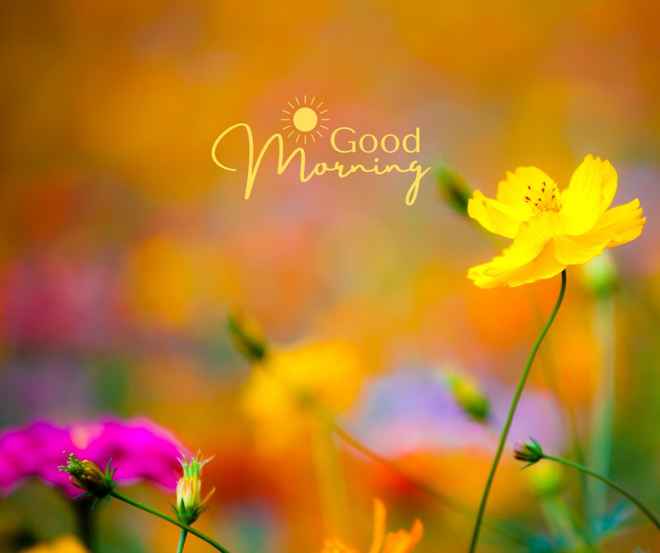 A vibrant good morning image featuring a close-up of colorful flowers in a field, with a focus on a bright yellow bloom against a blurred multicolored background. The text "Good Morning" is written in an elegant font with a sun illustration. This image captures the beauty and diversity of nature, making it perfect for a cheerful and uplifting morning greeting.