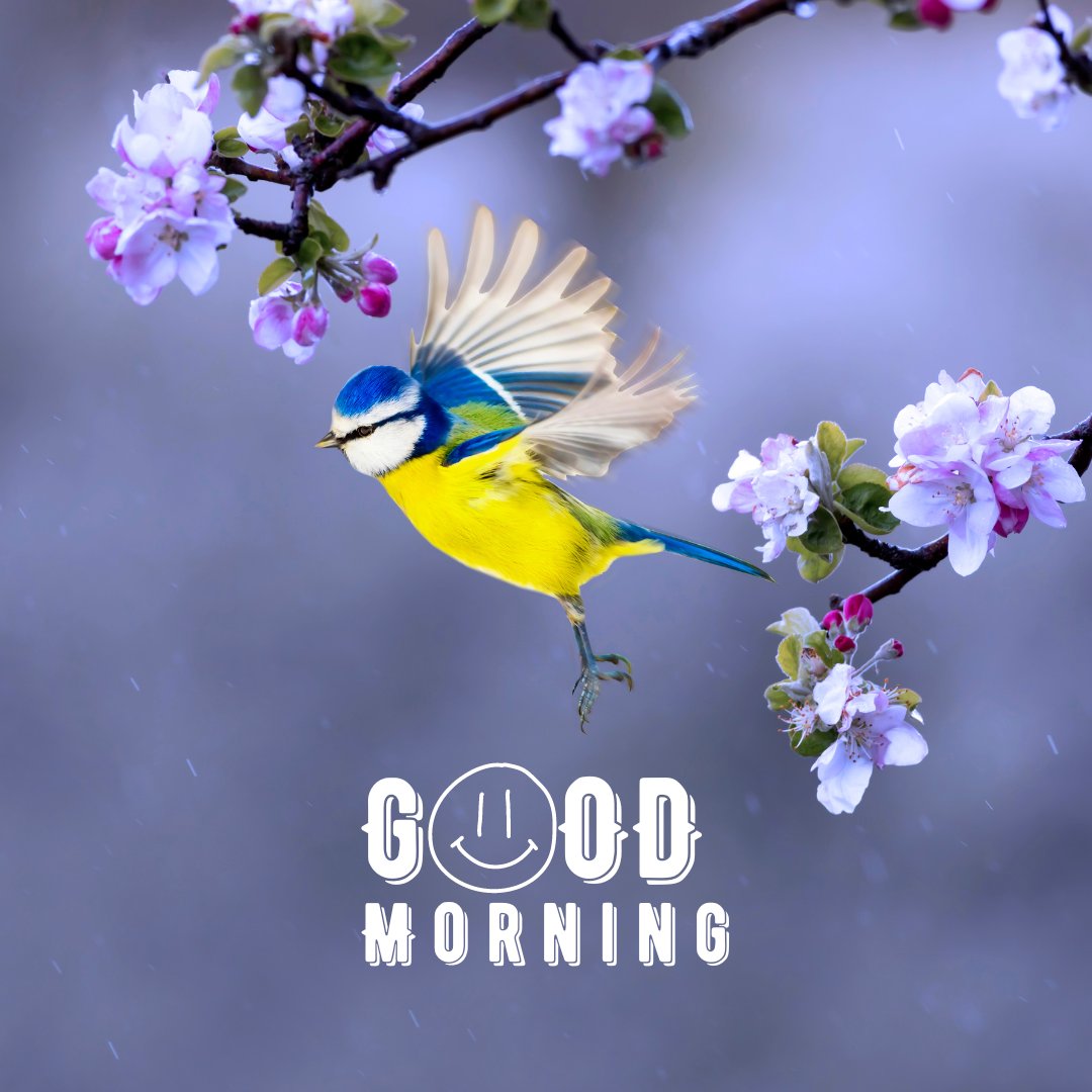 A beautiful good morning image featuring a vibrant blue and yellow bird in mid-flight, with its wings spread wide, near blossoming pink and white flowers. The background is a soft blur of purple hues. The text "Good Morning" is written in a playful font with a smiley face illustration. This image captures the grace and liveliness of nature, making it perfect for a cheerful and refreshing morning greeting.