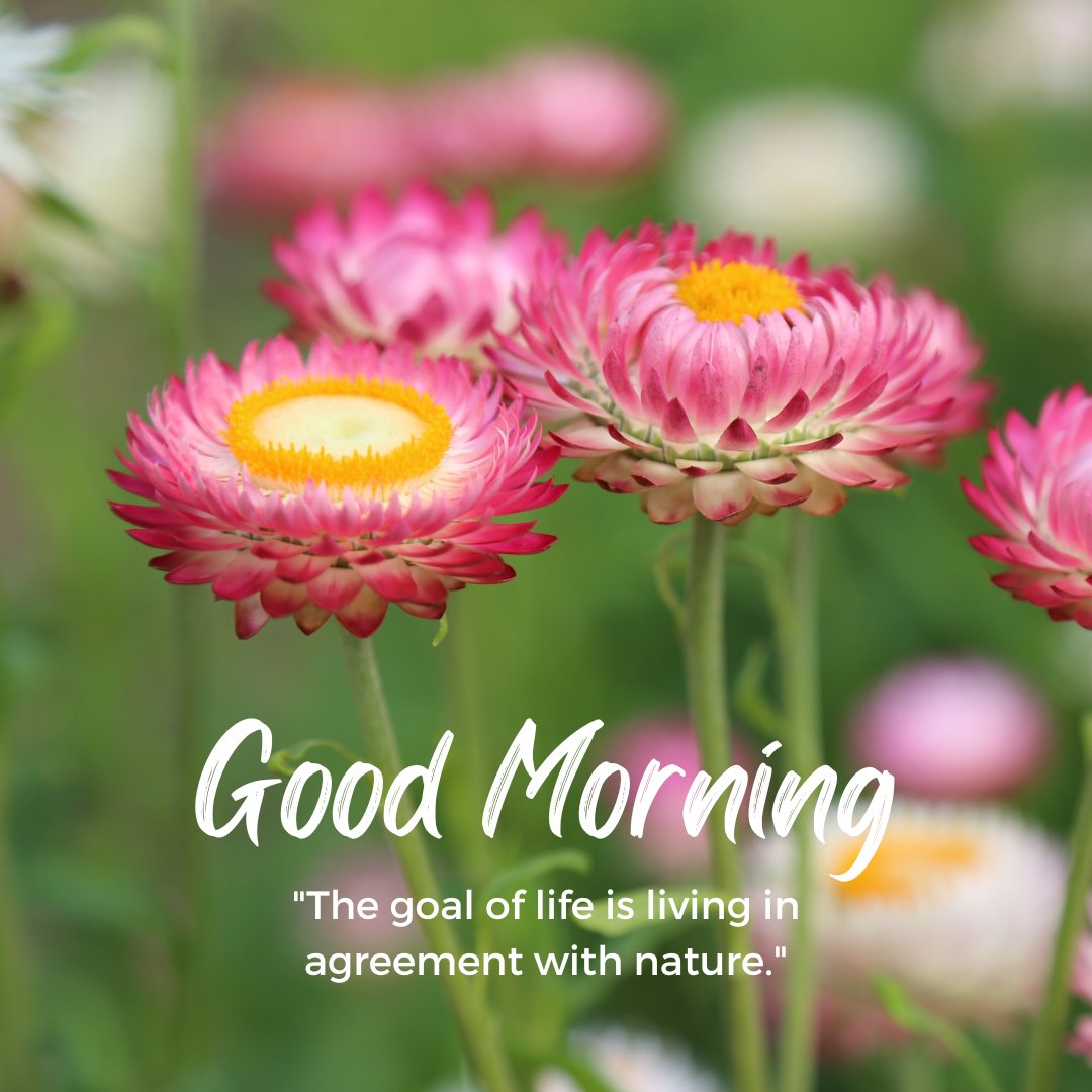 A beautiful good morning image featuring vibrant pink flowers with yellow centers, set against a blurred green background. The text "Good Morning" is written in an elegant font, accompanied by the quote "The goal of life is living in agreement with nature." This image captures the fresh and colorful beauty of nature, perfect for an inspiring and uplifting morning greeting.