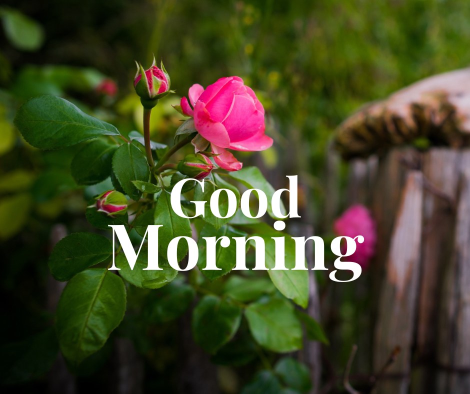 A close-up of a blooming pink rose with green leaves, set against a blurred natural background. The text "Good Morning" is prominently displayed, making it perfect for good morning nature images, HD quality, and beautiful flower scenes to start the day with elegance and positivity.