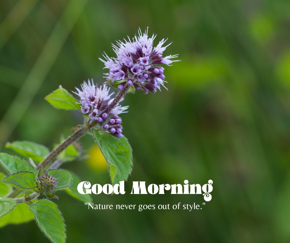 A serene good morning image featuring a close-up of a purple flower cluster on a green stem, set against a blurred green background. The text "Good Morning" is written in an elegant font, accompanied by the quote "Nature never goes out of style." This image captures the timeless beauty of nature, perfect for a refreshing and inspiring morning greeting.