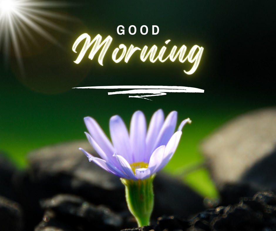 A delicate purple flower blooming among rocks with a glowing "Good Morning" text and a ray of sunlight shining down. Perfect for good morning nature images, HD quality, and inspiring landscapes to start the day with beauty and positivity.